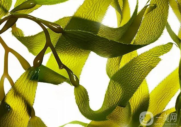 腰腹抽脂后吃什么利于恢復(fù) 哪些食物比較適合呢？ 