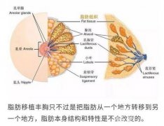 填脂豐胸能堅(jiān)持多久?脂肪填充隆胸的優(yōu)點(diǎn)?脂肪填充豐胸后的護(hù)理?