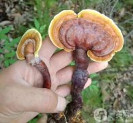 菌菇護(hù)膚，讓你擁有水潤(rùn)肌膚
